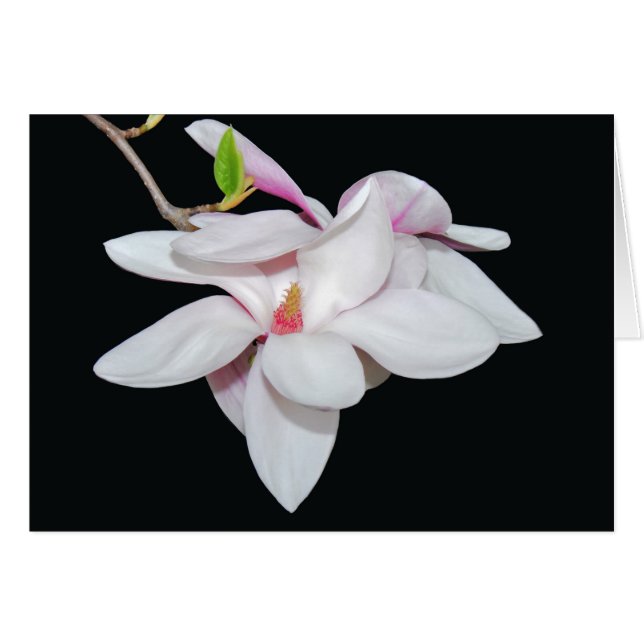 White Magnolia (Front Horizontal)