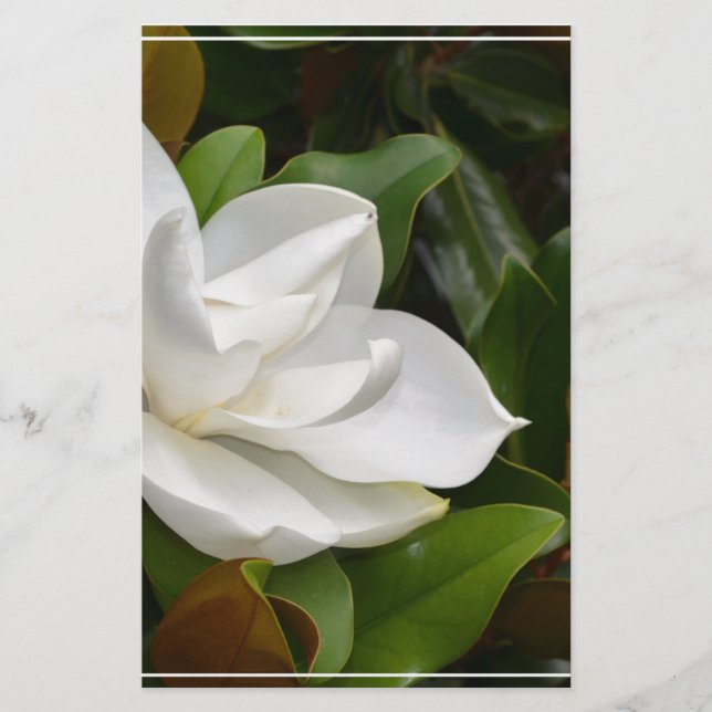 White Magnolia (Front)