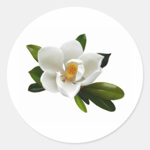 white magnolia bloom classic round sticker