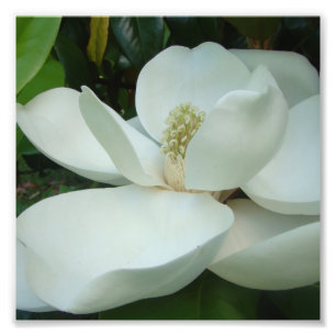 white magnolia bloom large petals photo print