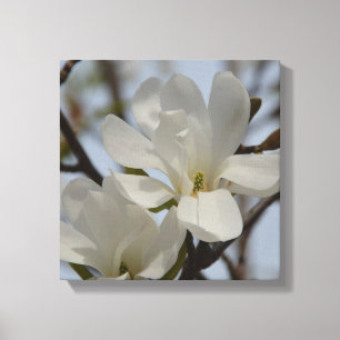 White Magnolia Blossom Canvas Print