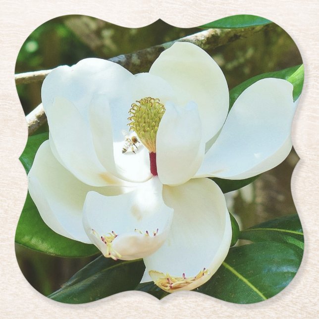White Magnolia Blossom Paper Coaster (Front)