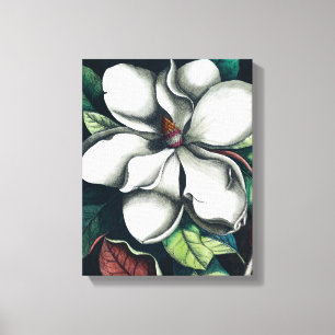 White magnolia botanical premium illustration canvas print