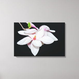 White Magnolia Canvas Print
