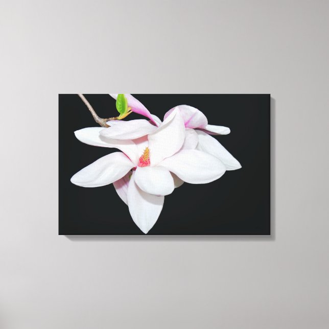 White Magnolia Canvas Print (Front)