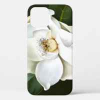 White Magnolia Closeup Green Background