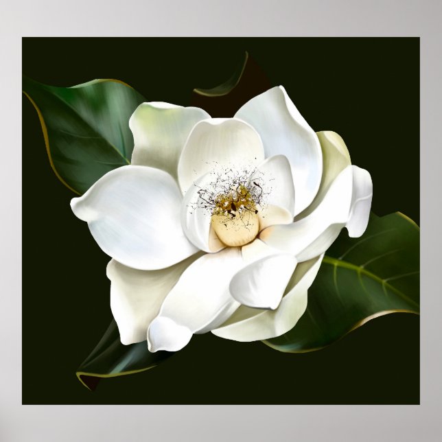 White Magnolia Closeup Green Background Poster (Front)