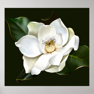 White Magnolia Closeup Green Background Poster