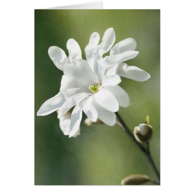 White Magnolia Flower (Front)