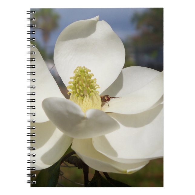 White Magnolia flower and a bee Notebook (Front)