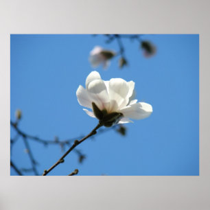 White Magnolia Flower art print Blue Sky Floral