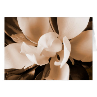 White Magnolia Flower Black Background