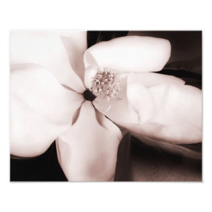 White Magnolia Flower Black Background Abstract Photo Print