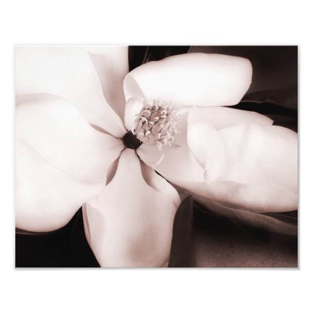 White Magnolia Flower Black Background Abstract Photo Print (Front)