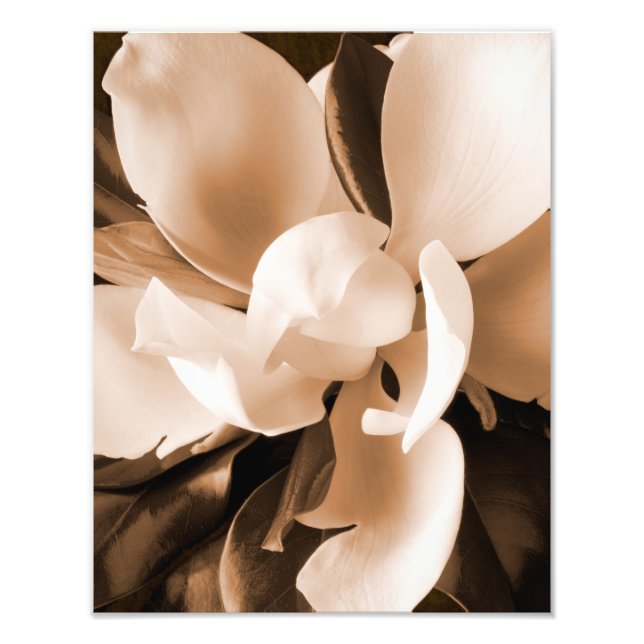 White Magnolia Flower Black Background Photo Print (Front)