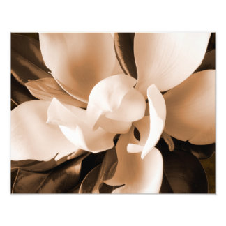 White Magnolia Flower Black Background Photo Print
