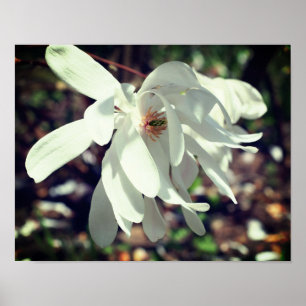 White Magnolia Flower Blossom Close Up Poster