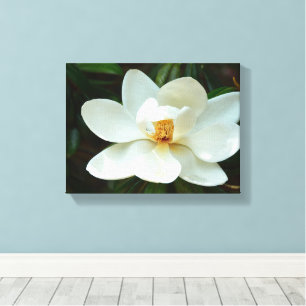White Magnolia Flower Canvas Print