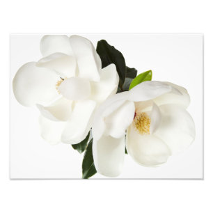 White Magnolia Flower Magnolias Floral Flowers Photo Print