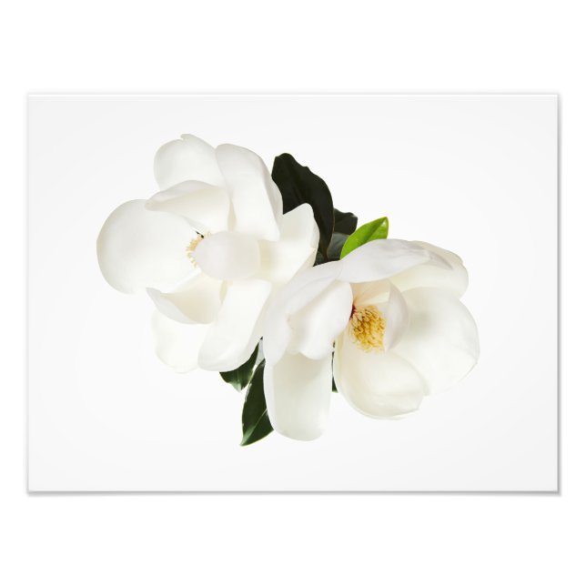 White Magnolia Flower Magnolias Floral Flowers Photo Print (Front)