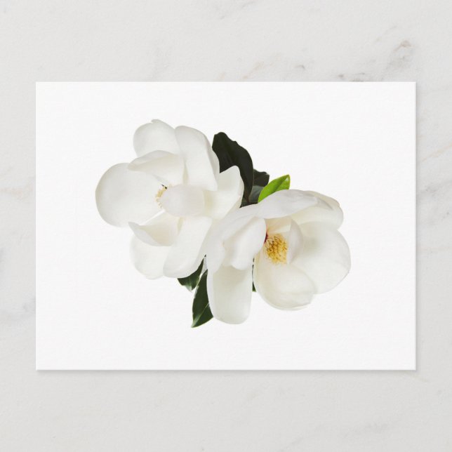 White Magnolia Flower Magnolias Floral Flowers Postcard (Front)