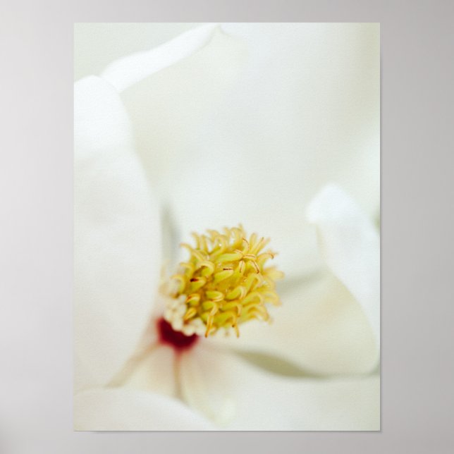 White Magnolia Flower Magnolias Floral Flowers Poster (Front)
