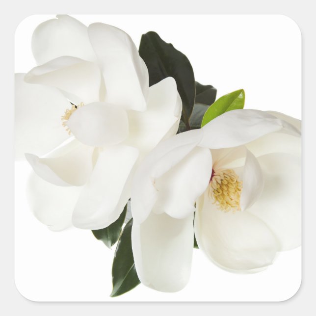 White Magnolia Flower Magnolias Floral Flowers Square Sticker (Front)