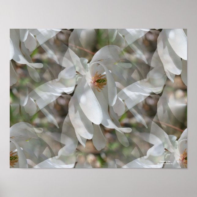 White Magnolia Flower Petals Abstract Poster (Front)