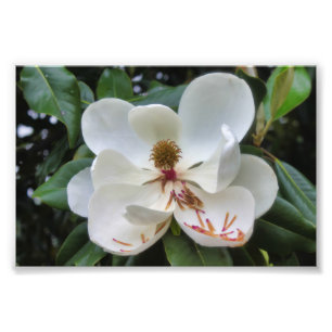 White Magnolia flower Photo Print