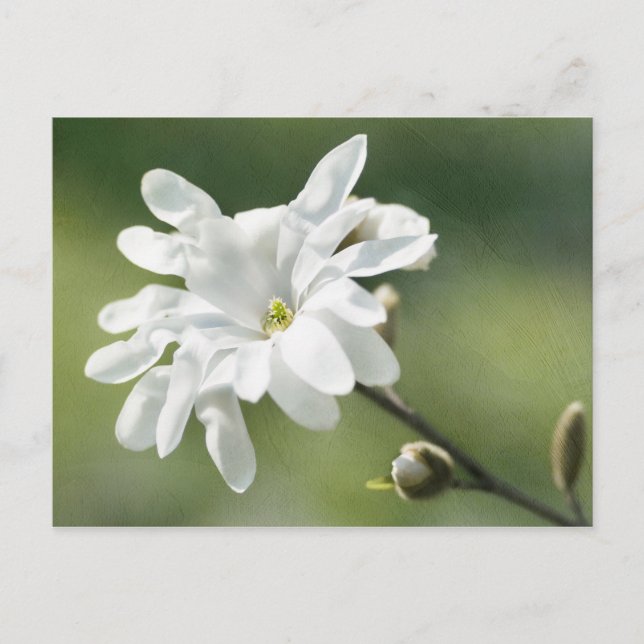 White Magnolia Flower Postcard (Front)
