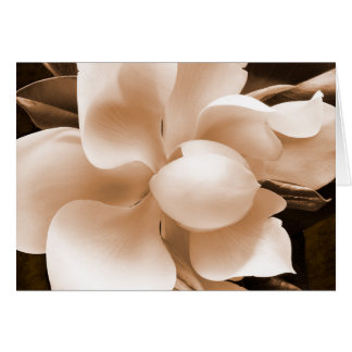 White Magnolia Flower Sepia Black Background