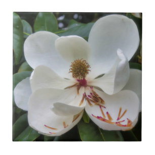 White Magnolia flower Tile