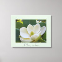 White Magnolia Flowers Art Nature Photography