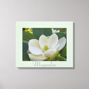 White Magnolia Flowers Art Nature Photography Canvas Print