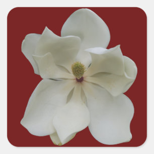 White Magnolia on stickers