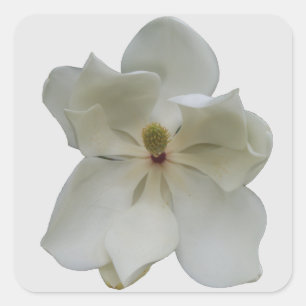 White Magnolia on stickers