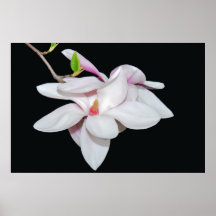 White Magnolia