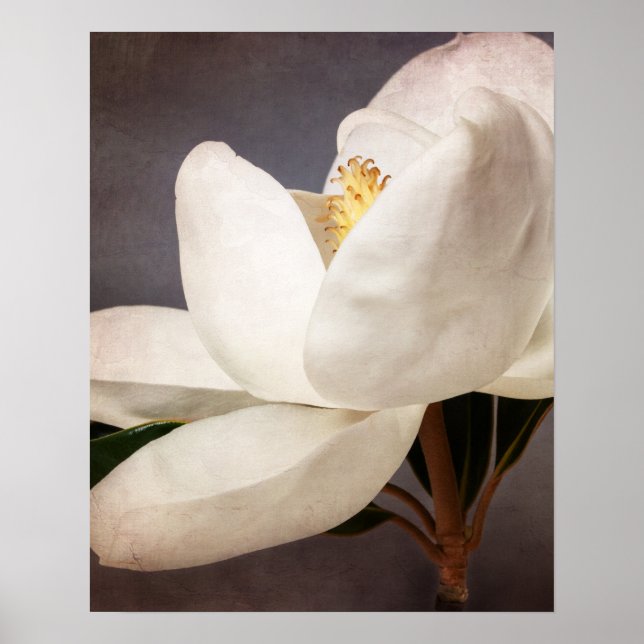 White Magnolia Tree Flower Floral Flowers Grey Poster (Front)