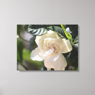 White Magnolia Wrapped Canvas Gallery Print