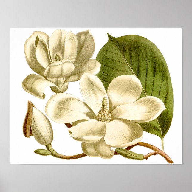 White Magnolias Floral Poster Print (Front)