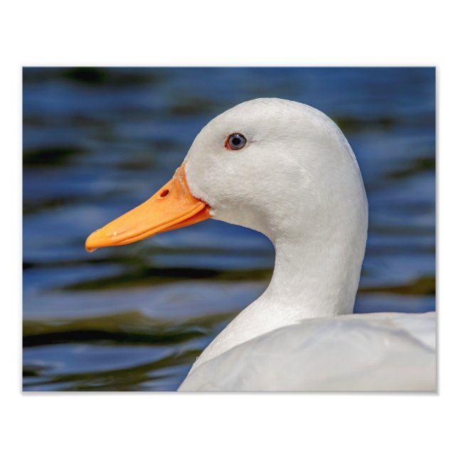 White Mallard Duck Photo Print (Front)