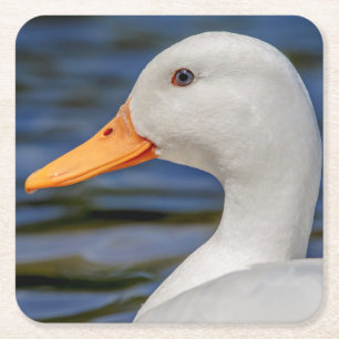 White Mallard Duck Square Paper Coaster