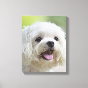 White Maltese Dog Canvas Print