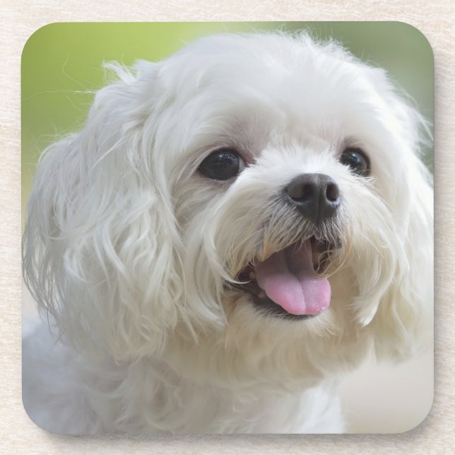 White Maltese Dog Coaster (Front)
