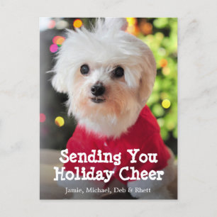 White Maltese dog in red Santa Claus suit. Holiday Postcard