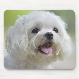 White Maltese Dog Mouse Mat