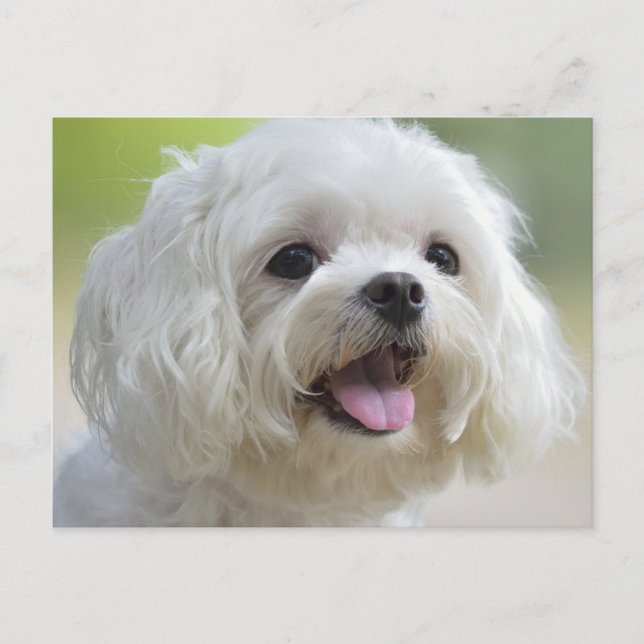 White Maltese Dog Postcard (Front)