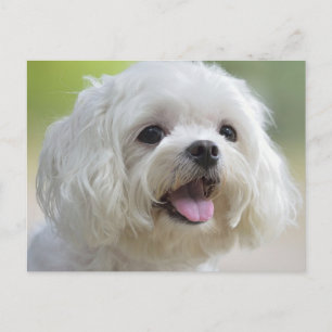 White Maltese Dog Postcard