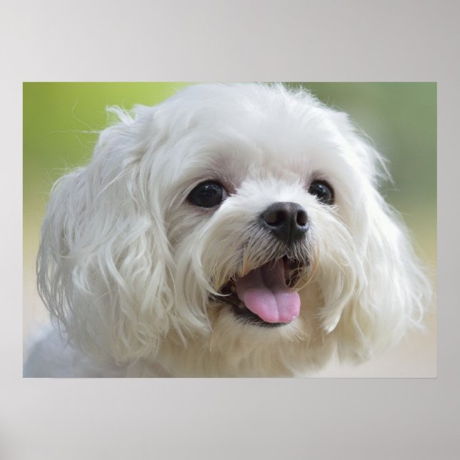 White Maltese Dog Poster (Front)