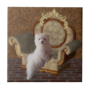 White Maltese Puppy And Chair Dog Tile